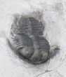 Two Beautiful Cyphaspides Trilobites - Jorf, Morocco (Special Price) #12249-4